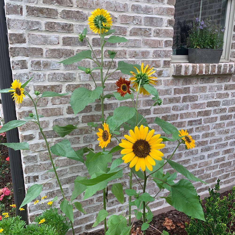 Meet your Posher, Amelia